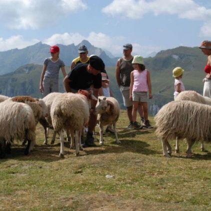 sorties à la ferme dans les pyrénées